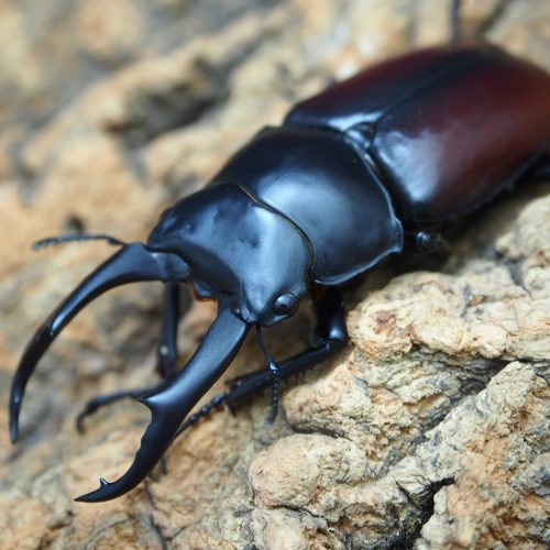 Dorcus Saga クワガタ カブトムシのプロショップ