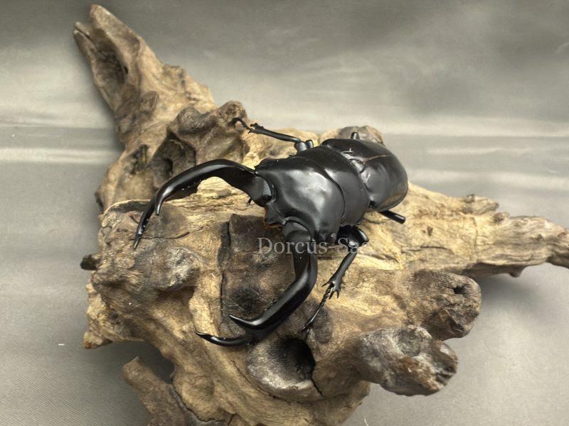 バクテリア材　ナラ　4本　ウエストウッデカズミアエ バクテリア材 ナラ 4本 ウエストウッデカズミアエ