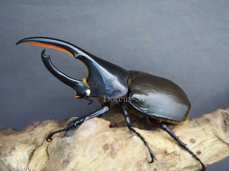 白眼！DHパスコアリ♂WW109ミリ♀WW66ミリペア | Dorcus-Saga