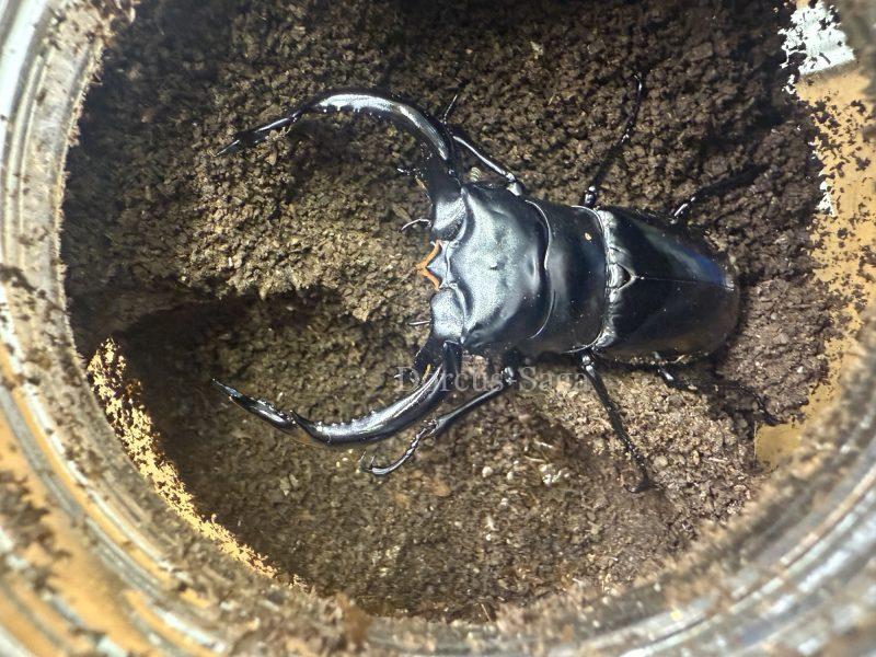 ウエストウッディ | Dorcus-Saga